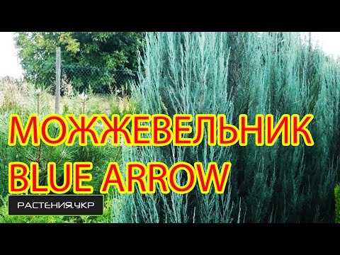 Можжевельник скальный Блу Эрро (арроу) / Можжевельник посадка и уход / хвойные растения