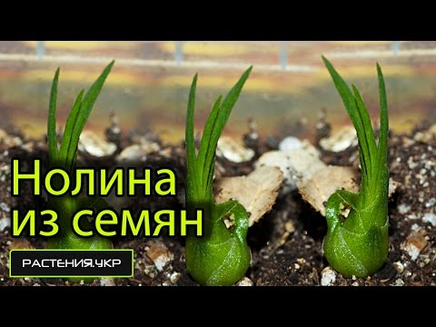 Как вырастить нолину из семян? / бутылочное дерево