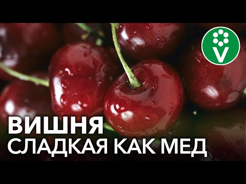 5 САМЫХ ВКУСНЫХ СОРТОВ ВИШНИ. Готовим из вишни изюм и мармелад