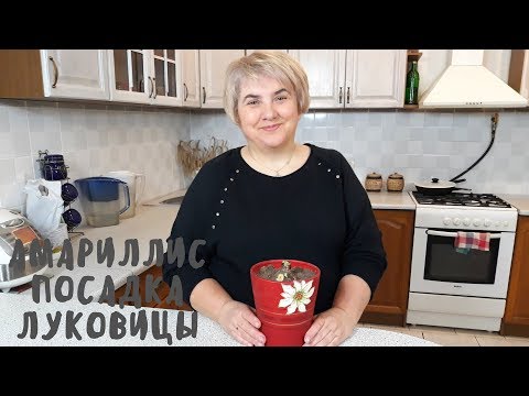 Посадка луковицы амариллиса. Мои цветы. Мой опыт.