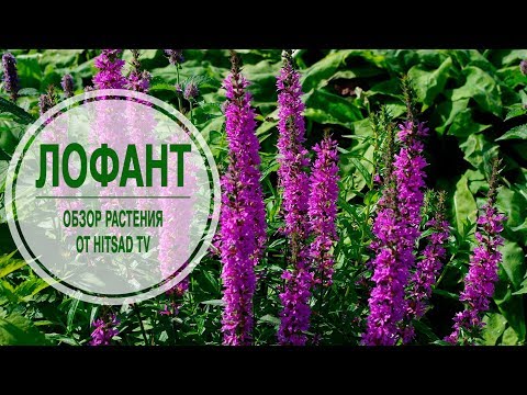 Лучшие растения для сада 🌱 ЛОФАНТ ✔ Обзор растения от эксперта HitsadTV