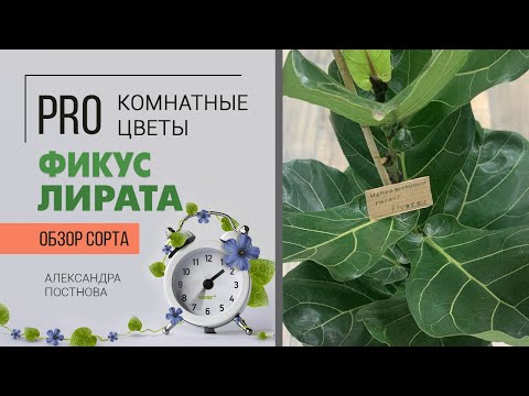 Фикус Лирата - большой брат фикуса Лирата Бамбино. Самый неприхотливый комнатный цветок.