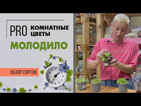 Молодило или заячья капуста | Суккулент для сада и комнатных композиций.