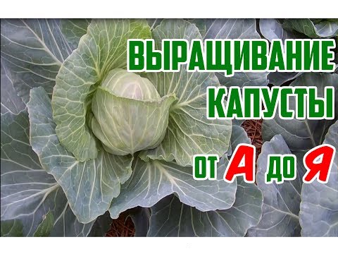 Выращивание капусты в открытом грунте