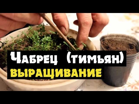 Тимьян или чабрец - как вырастить из семян рассаду и посадить ( thyme чабрец или тимьян)