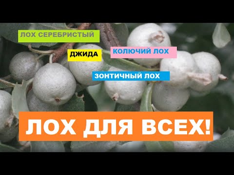 ЛОХУ БЫТЬ! Лох серебристый// Декоративные кустарники для Сибири