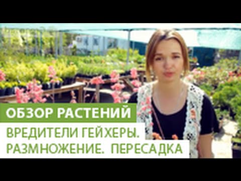 Вредители гейхеры. Размножение гейхеры. Пересадка гейхеры