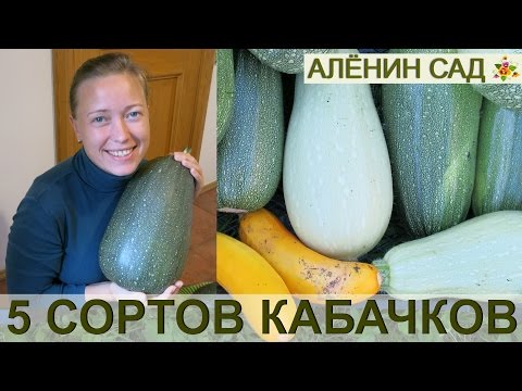 ЛУЧШИЕ СОРТА КАБАЧКОВ ☛ Сравнение 6 сортов кабачков!