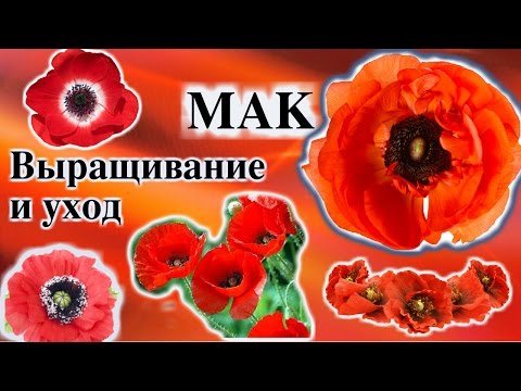 МАК. ВЫРАЩИВАНИЕ И УХОД