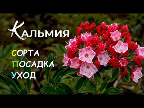 Кальмия. Сорта, уход и выращивание