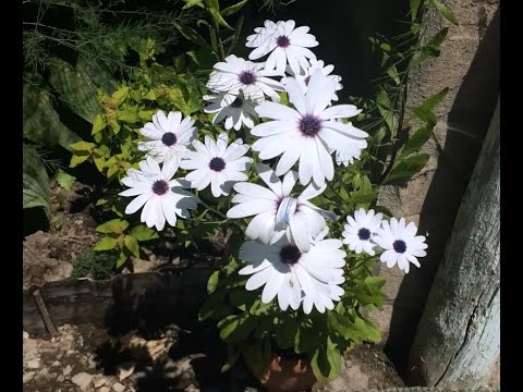 Остеоспермум. (Osteospermum).