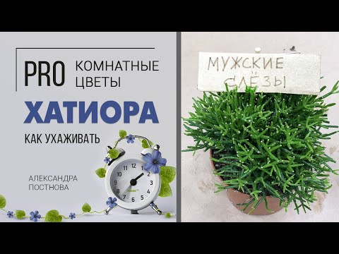 Танцующие кости или мужские слёзы? | Хатиора - неприхотливый суккулент.