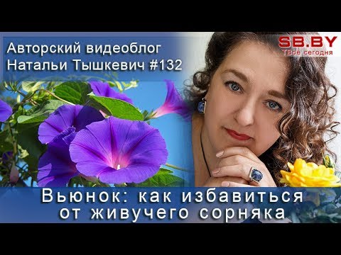 Вьюнок полевой и его выращивание