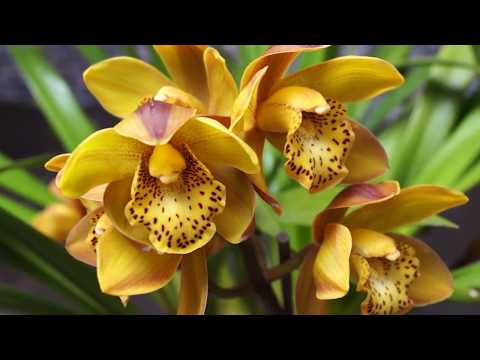 Орхидея ЦИМБИДИУМ - сложно или ПРОСТО