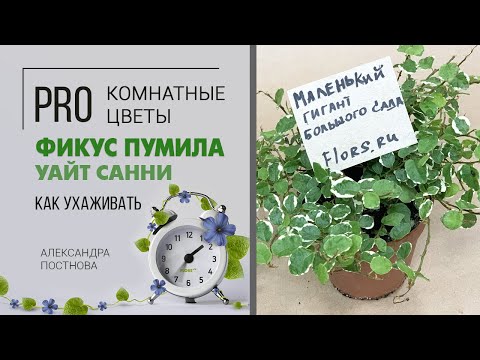 Фикус | Все ли сорта вам знакомы? | Фикус пумила - маленький представитель большого семейства