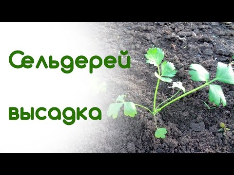 Сельдерей высадка рассады