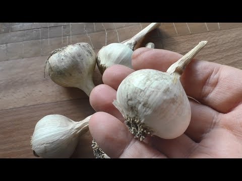 Выращивание ярового чеснока, практический опыт.