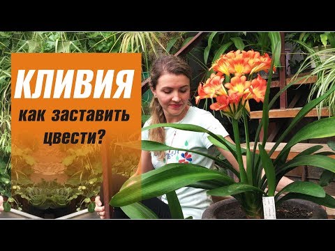 КЛИВИЯ уход в домашних условиях 🌸 КАК ЗАСТАВИТЬ ЦВЕСТИ КЛИВИЮ