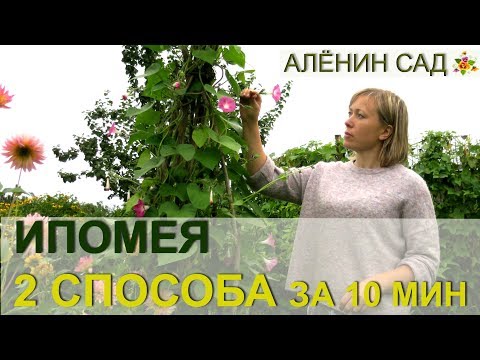 ИПОМЕЯ два способа выращивания за 10 минут / Огород в контейнерах