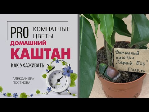 Каштан можно ли вырастить дома? Комнатное необычное растение на вашем подоконнике