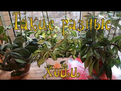 ХОЙИ - МОЯ КОЛЛЕКЦИЯ