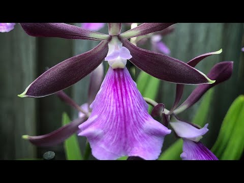 Encyclia cordigera, моя коллекция Энциклий