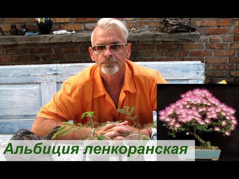 Альбиция ленкоранская - дерево пионер