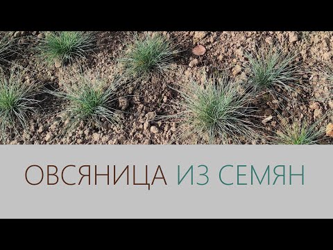 Овсяница - как вырастить из семян