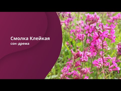 Смолка Клейкая (лат. Viscaria vulgaris Bernh).