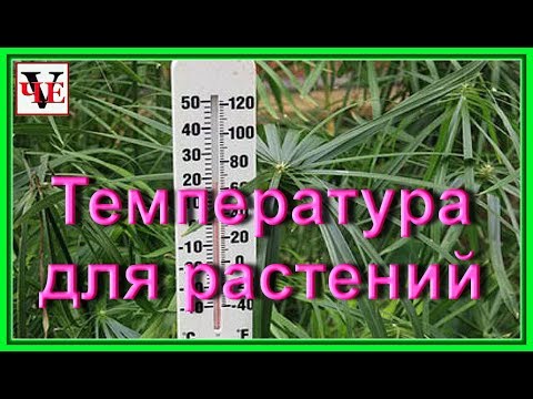 Температура для выращивания комнатных растений.