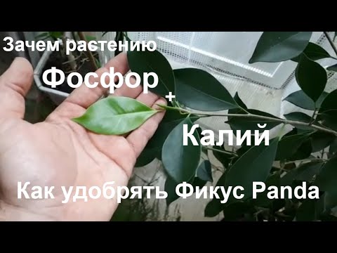 Фикус Панда (Ficus Panda). Работаю с монокалийфосфатом. Результаты подкормки карбамидом.