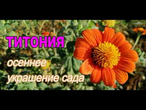 🌻🌻ТИТОНИЯ КРУГЛОЛИСТАЯ - ОСЕННЕЕ УКРАШЕНИЕ САДА