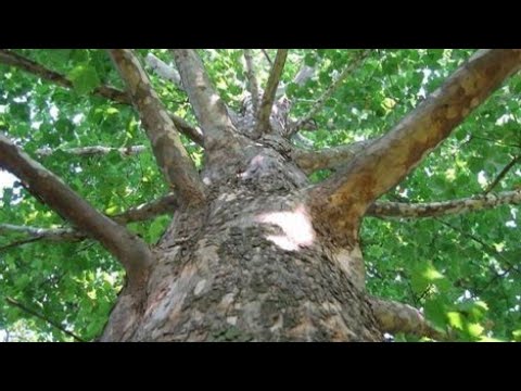 Платан (Platanus L.)