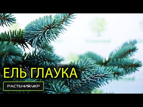 Ель колючая Глаука Глобоза / Ель посадка и уход / хвойные растения