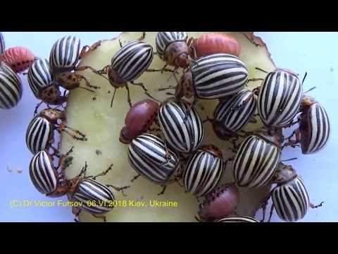Colorado Beetles Leptinotarsa decemlineata (Chrysomelidae) in Ukraine. Story of Entomologist.