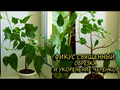 Фикус священный: обрезка и укоренение черенков. [Надежда и мир]