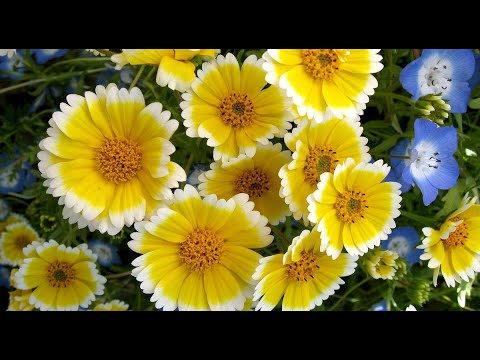 4 неприхотливых растения, которые красиво цветут даже на истощенной земле