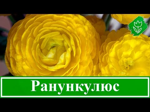 Цветок ранункулюс – уход и посадка; выращивание ранункулюс в домашних условиях