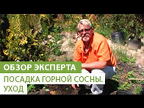 Посадка горной сосны. Уход за горной сосной