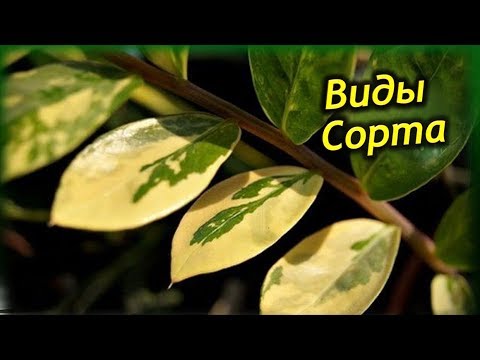 Популярные виды Долларового дерева. Сорта Замиокулькаса.