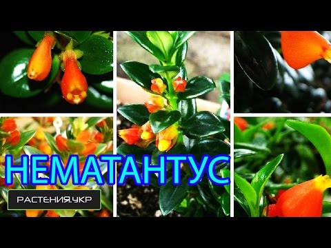 Нематантус / Золотая рыбка (Nematanthus)