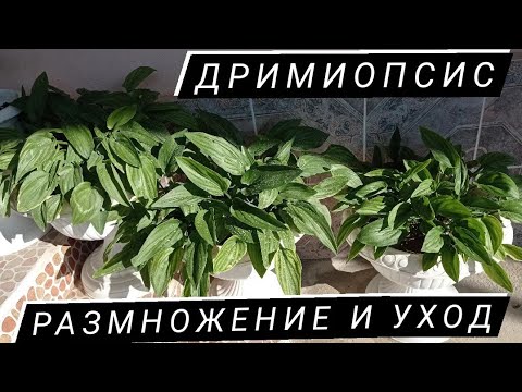 Дримиопсис-размножение и уход