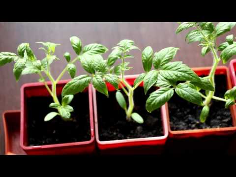 5 основных ошибок при выращивании рассады томатов