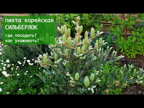Пихта корейская (лат. Abies koreana) Silberlocke Horstmann`s
