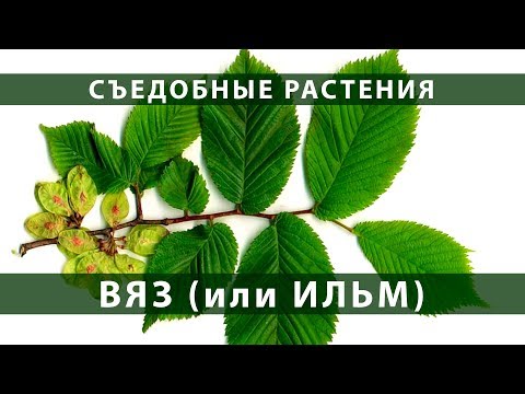 Съедобные растения. Вяз