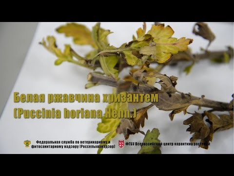 Белая ржавчина хризантем (Puccinia horiana Henn.)