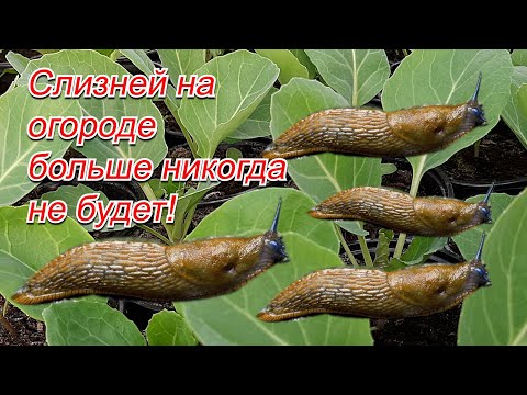 Лучший препарат от слизней- забудьте об этой проблеме навсегда!