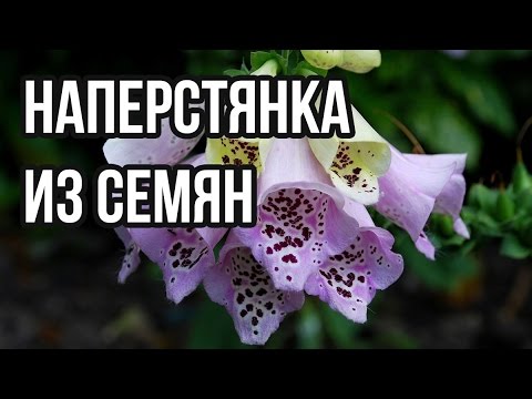 Наперстянка многолетняя выращивание из семян