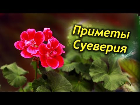 Герань в доме! Приметы и суеверия о цветке. Стоит ли держать герань дома?