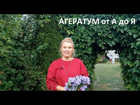 Агератум от А до Я в природном земледелии.